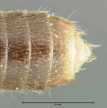 Media type: image;   Entomology 24061 Aspect: abdomen ventral view